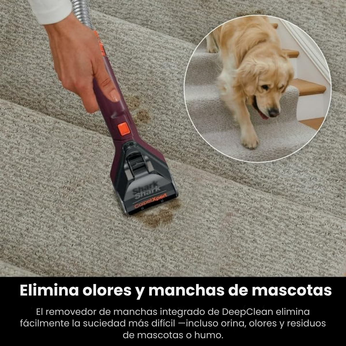 Aspiradora DeepClean™ - Elimina manchas, olores y humedad en minutos